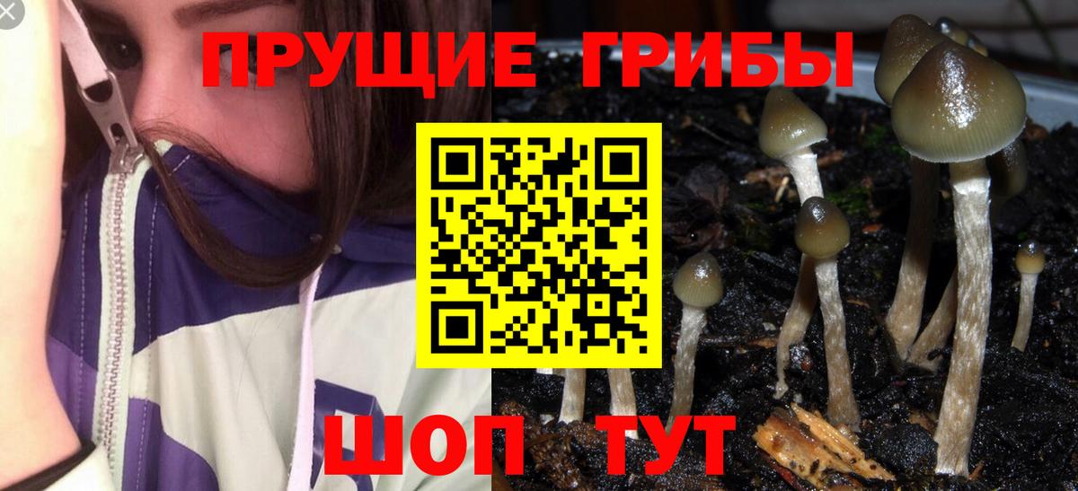 Галлюциногенные грибы Psilocybine cubensis  Вход с VPN  закладки  Черногорск  Псилоцибиновые грибы Psilocybine cubensis 
